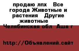 продаю лпх - Все города Животные и растения » Другие животные   . Челябинская обл.,Аша г.